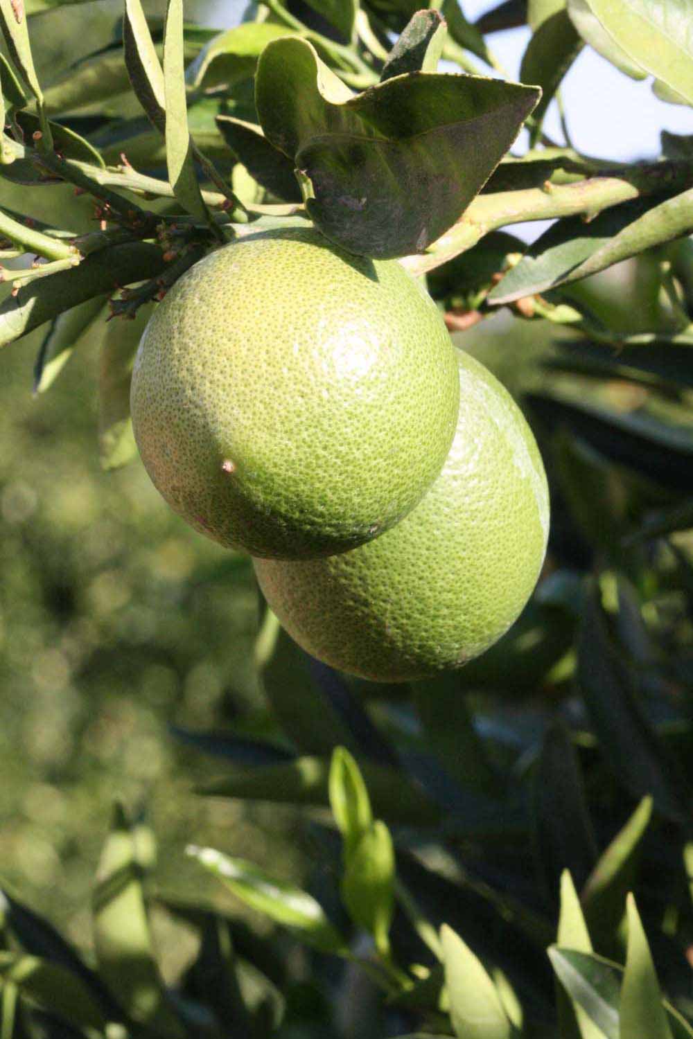            Immature fruit (Riverside, CA)   